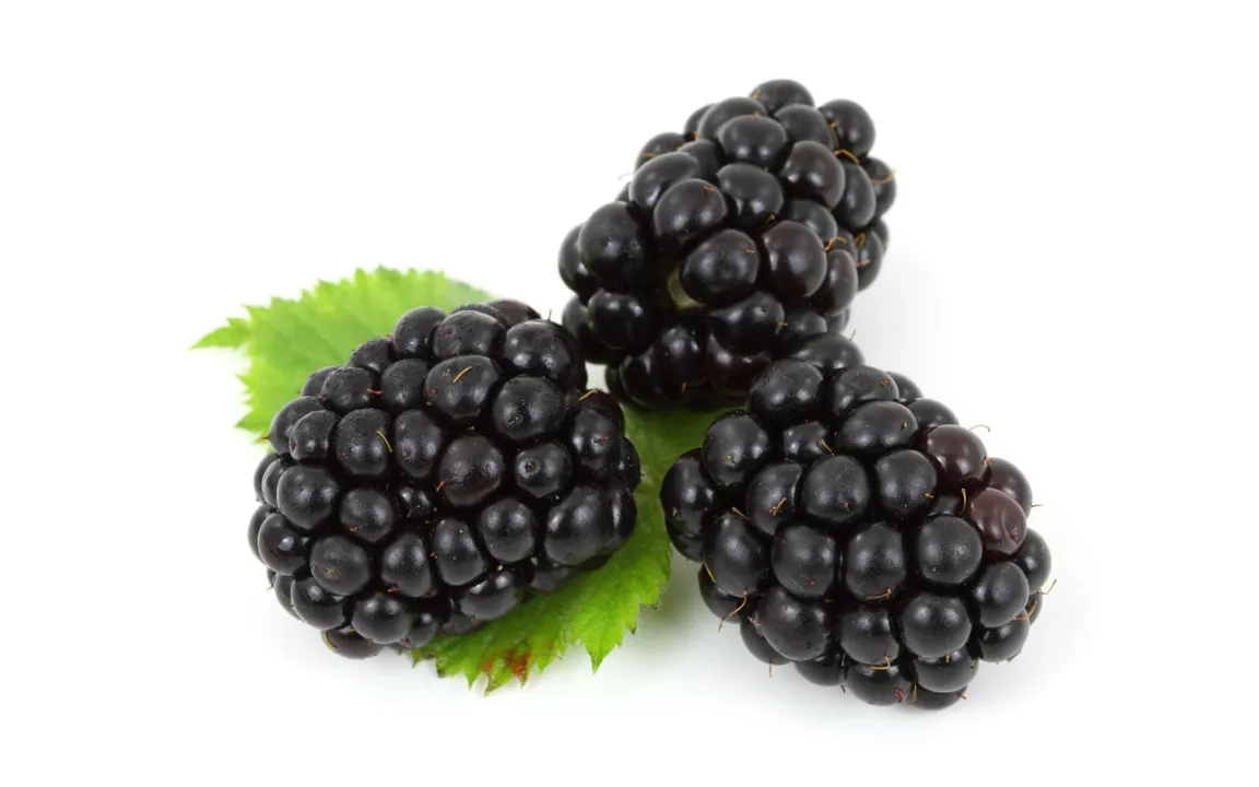 Brombeeren: empfindlicher Leckerbissen