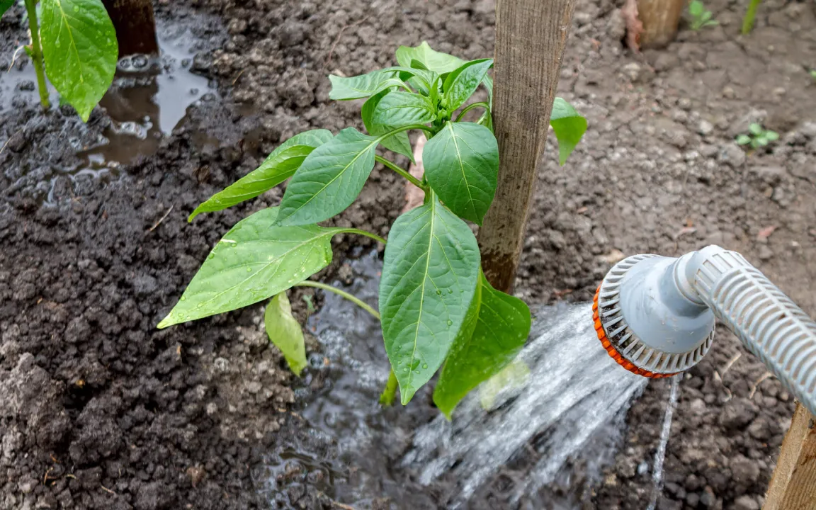 Wasserregime im Gemüsegarten