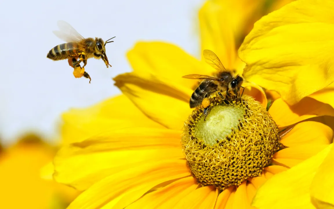 Pflanzen können Bienen "hören"