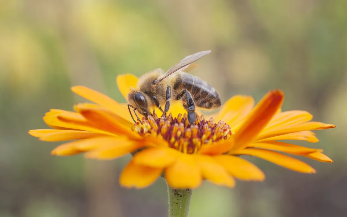 Weltbienentag am 20. Mai