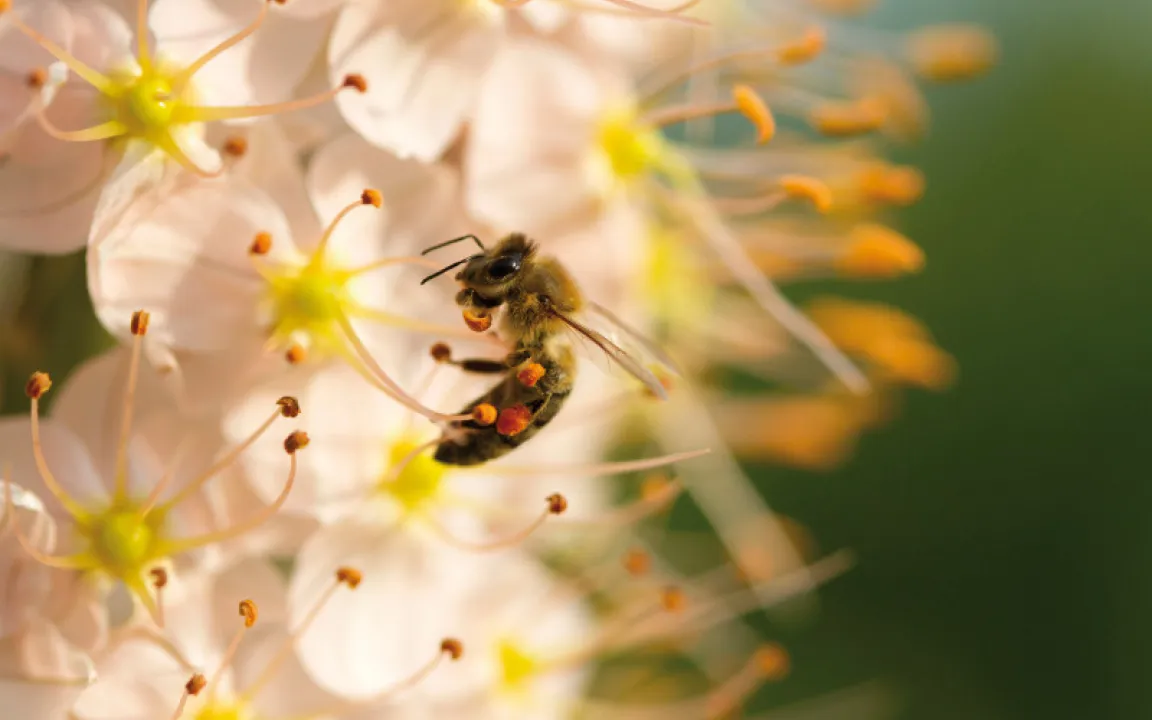 Dieser Winter ist bienengefährlich! 