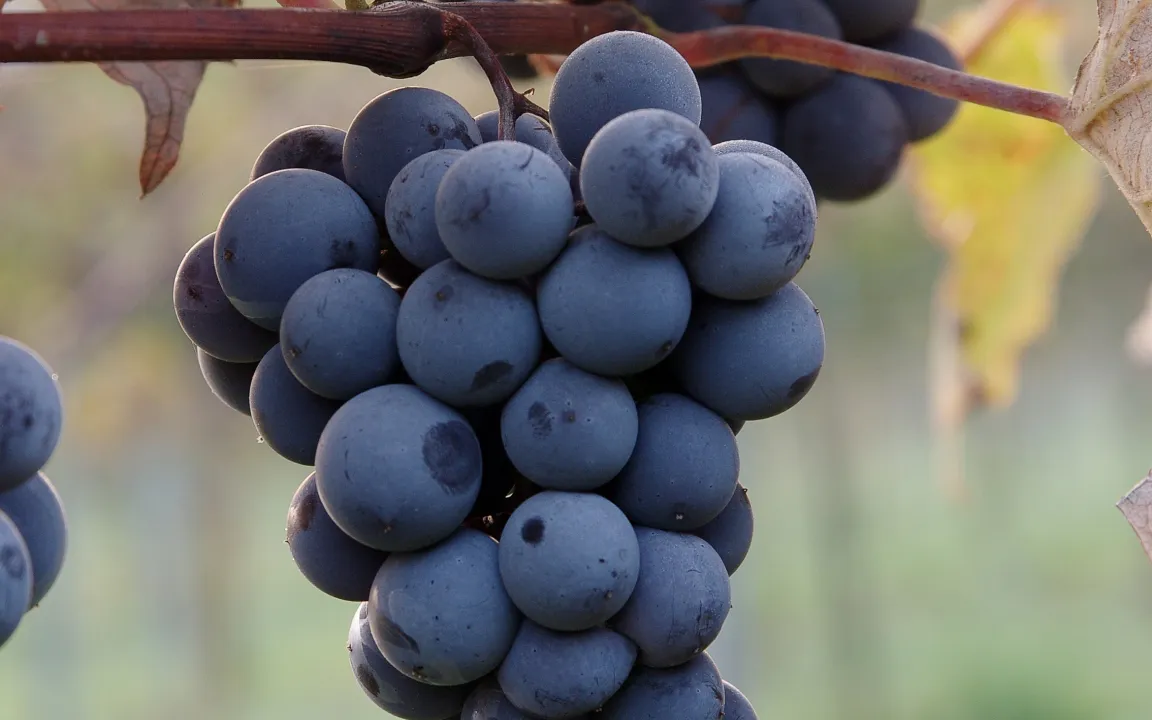 Wenn Trauben vor dem Richter stehen