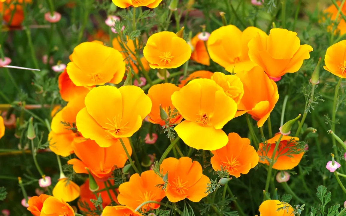 Schön und giftig: Wahl der „Giftpflanze des Jahres 2016“ steht kurz bevor