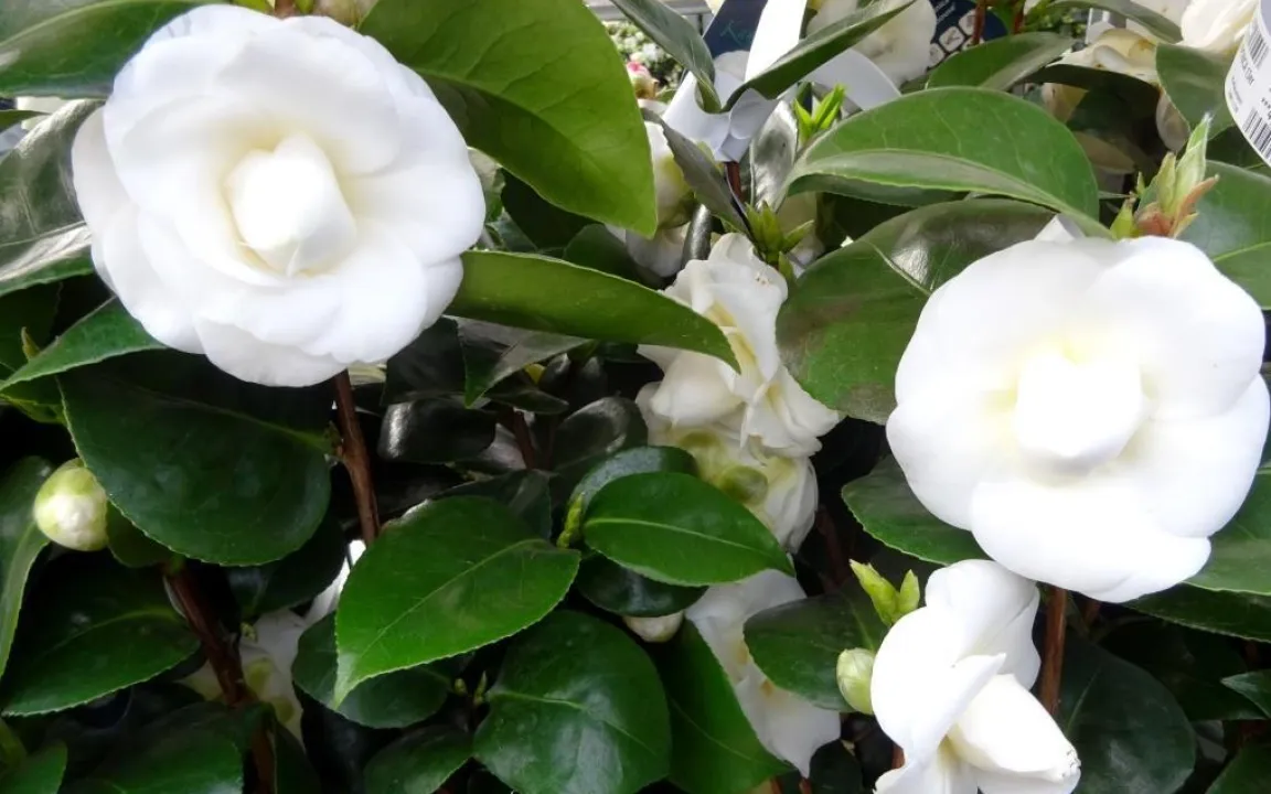 Japanische Kamelie als Zimmerpflanze