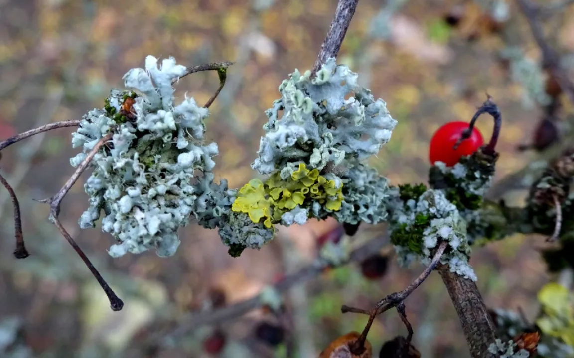 Flechten und Algen an Gehölzen