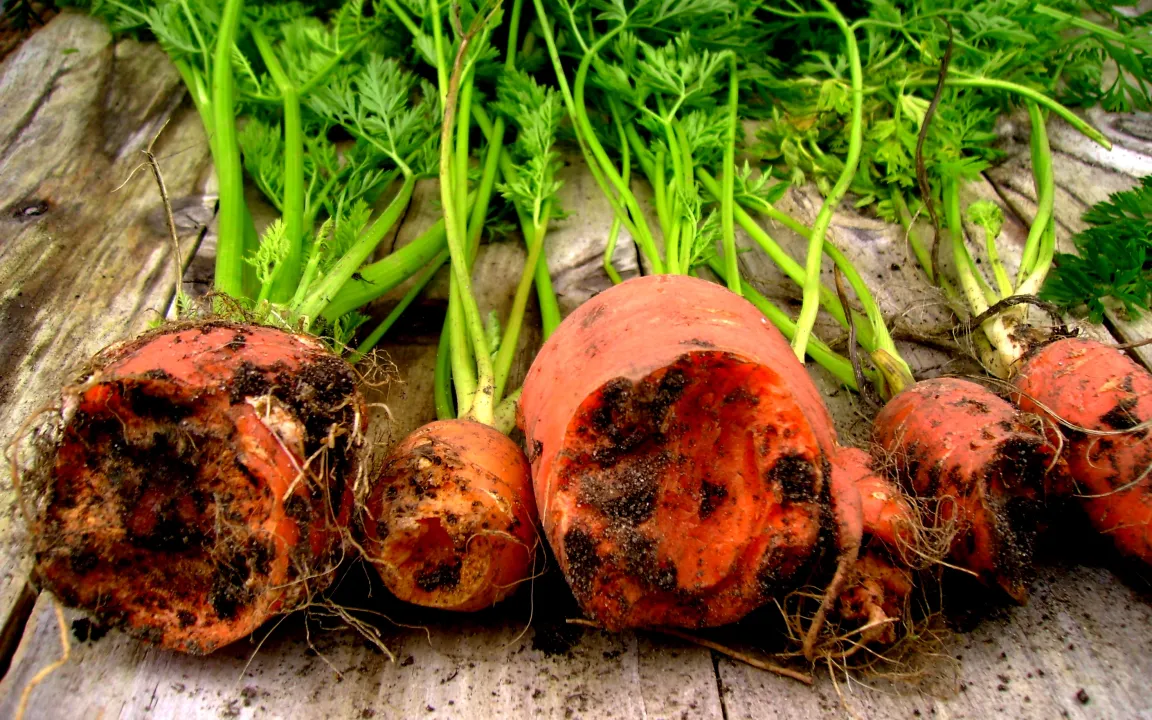 Tunnelbauer im Garten nicht willkommen - Teil 2