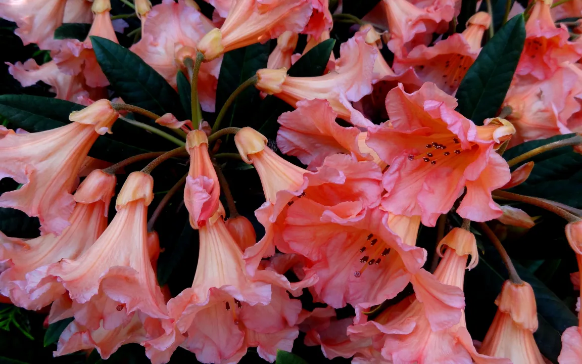Rosen und Rhododendren einen guten Start geben