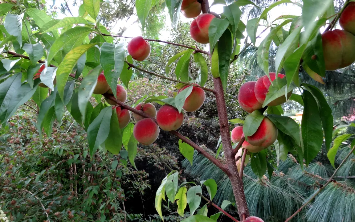 Wenn Schorf und Schrotschuss den Pfirsich heimsuchen