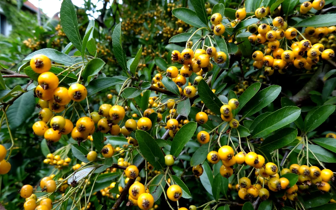 Schorf und Motten an Feuerdorn