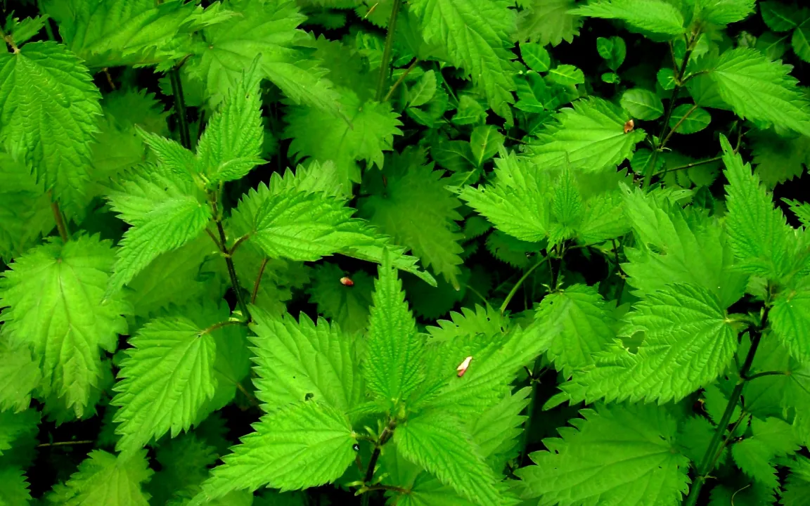 Große Brennnessel: nützlich, manchmal unbeliebt