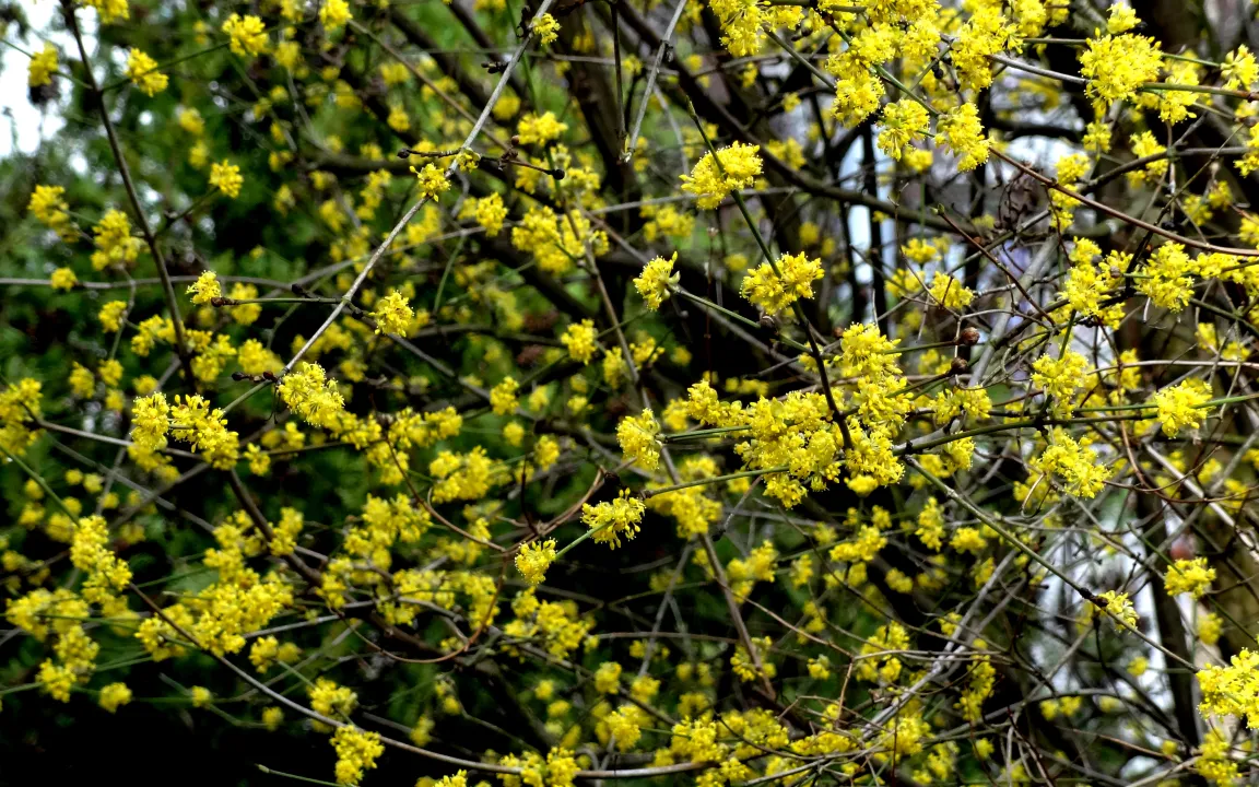 Enzyklopädie der Wildobst- und seltenen Obstarten