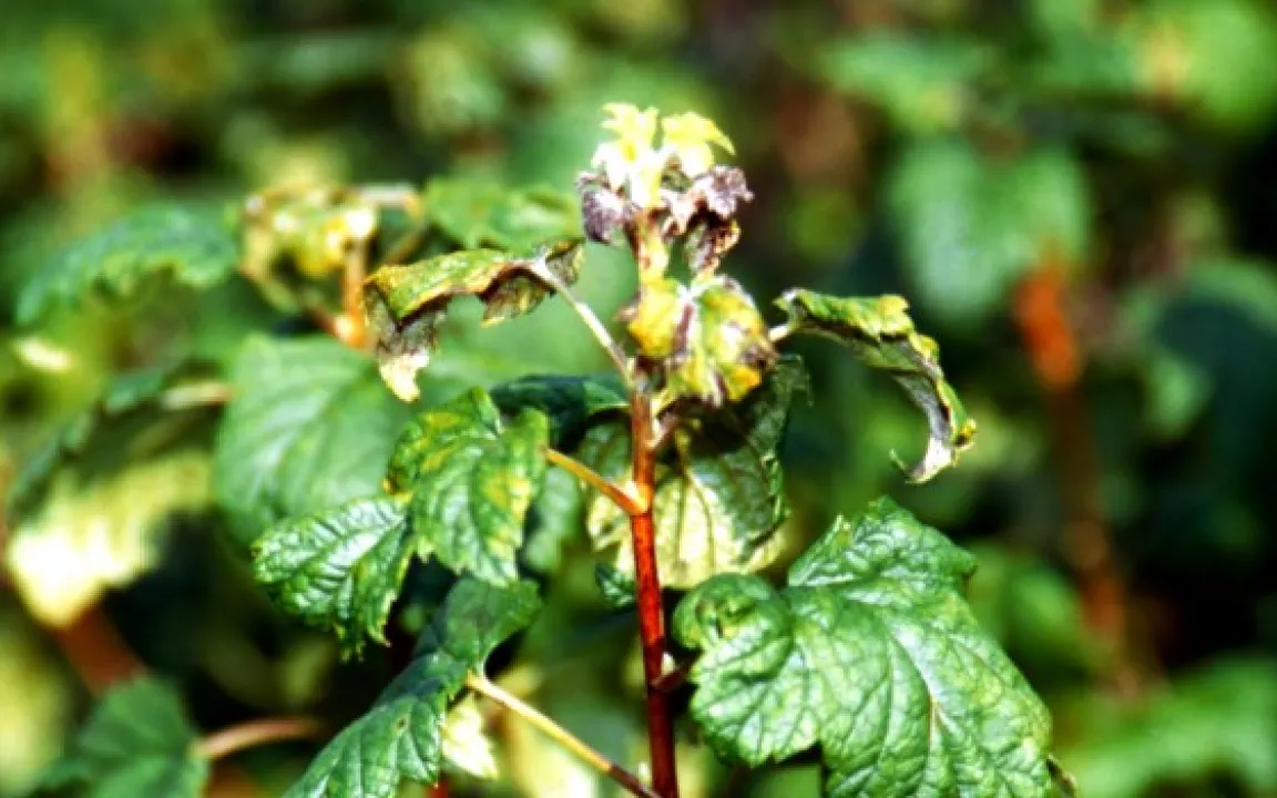 Amerikanischer Stachelbeermehltau schädigt auch Johannisbeeren