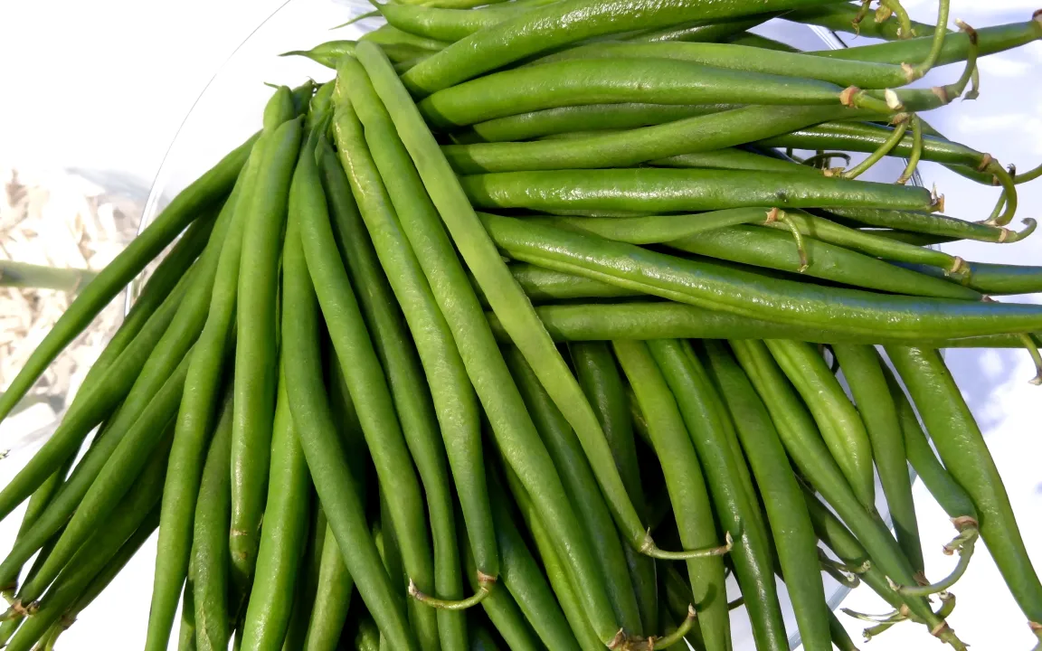 So bleiben grüne Bohnen im Garten gesund