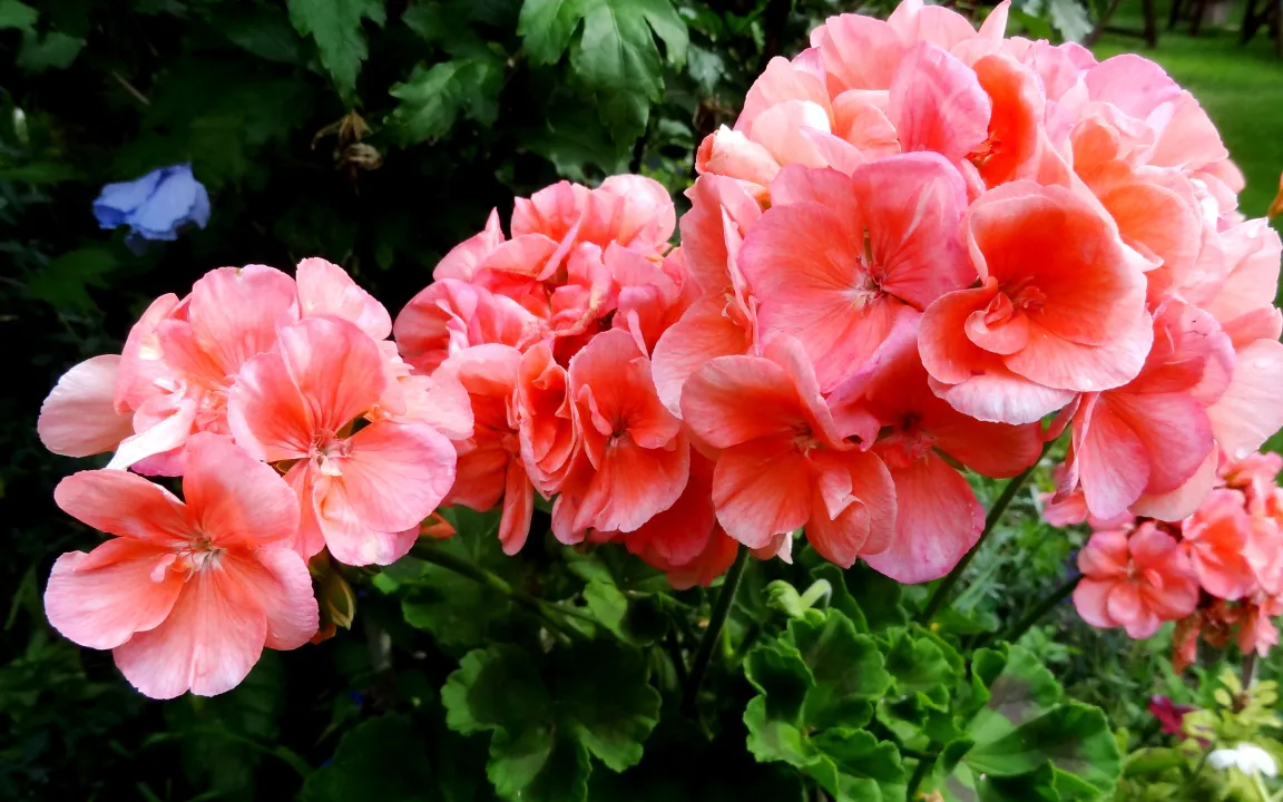 Was Pelargonien im Winter zu schaffen macht 