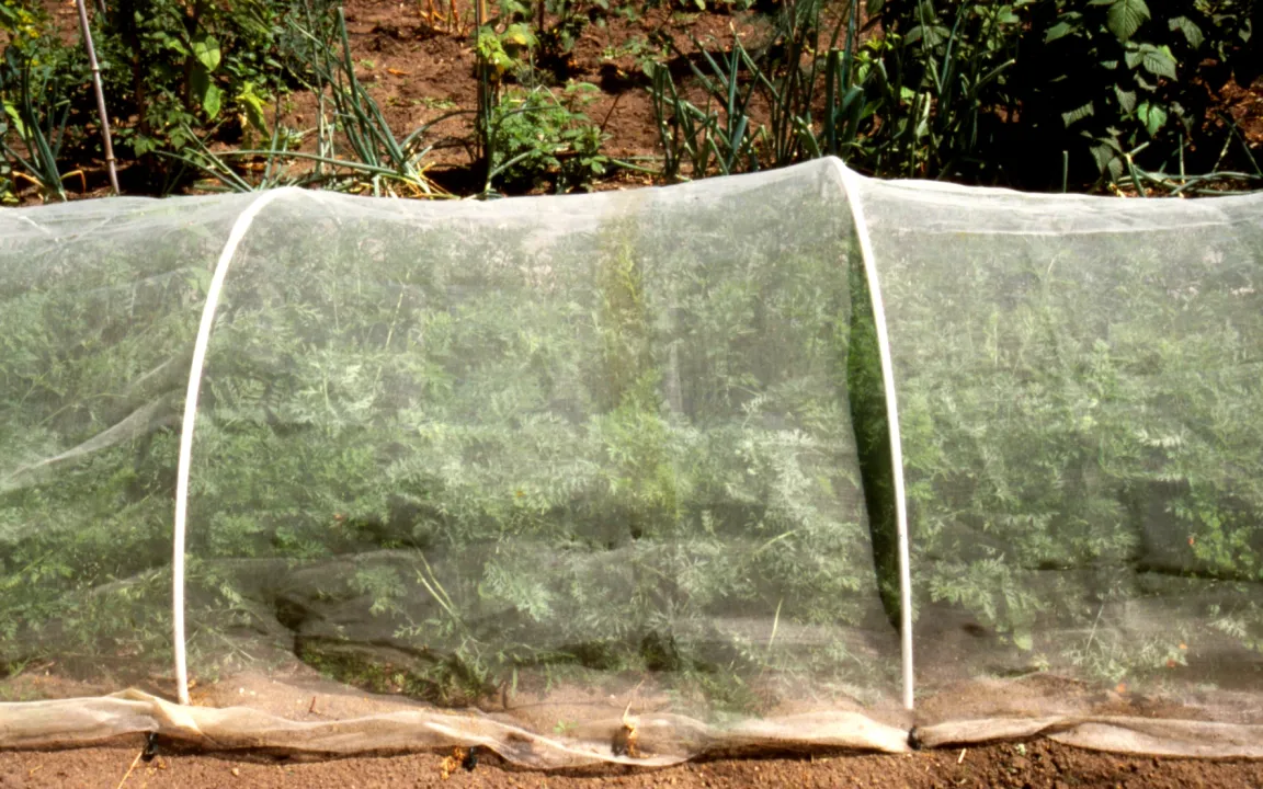 Mit Insektenschutznetzen Gemüseschädlinge abwehren