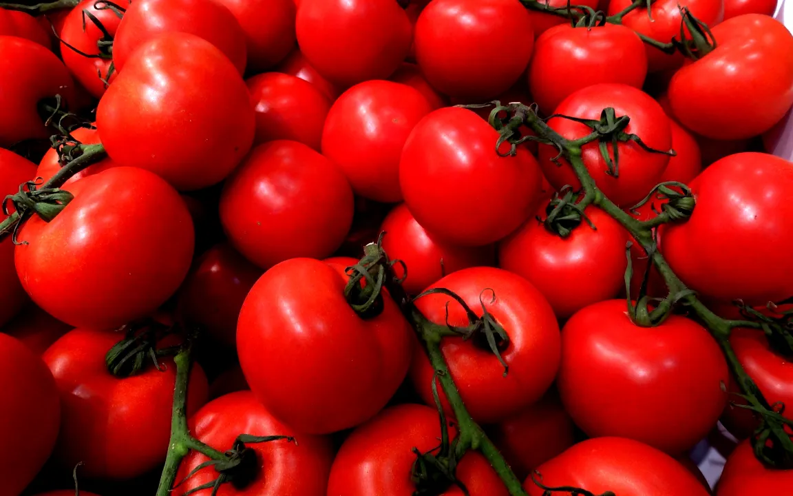 Fruchtschäden an Tomaten