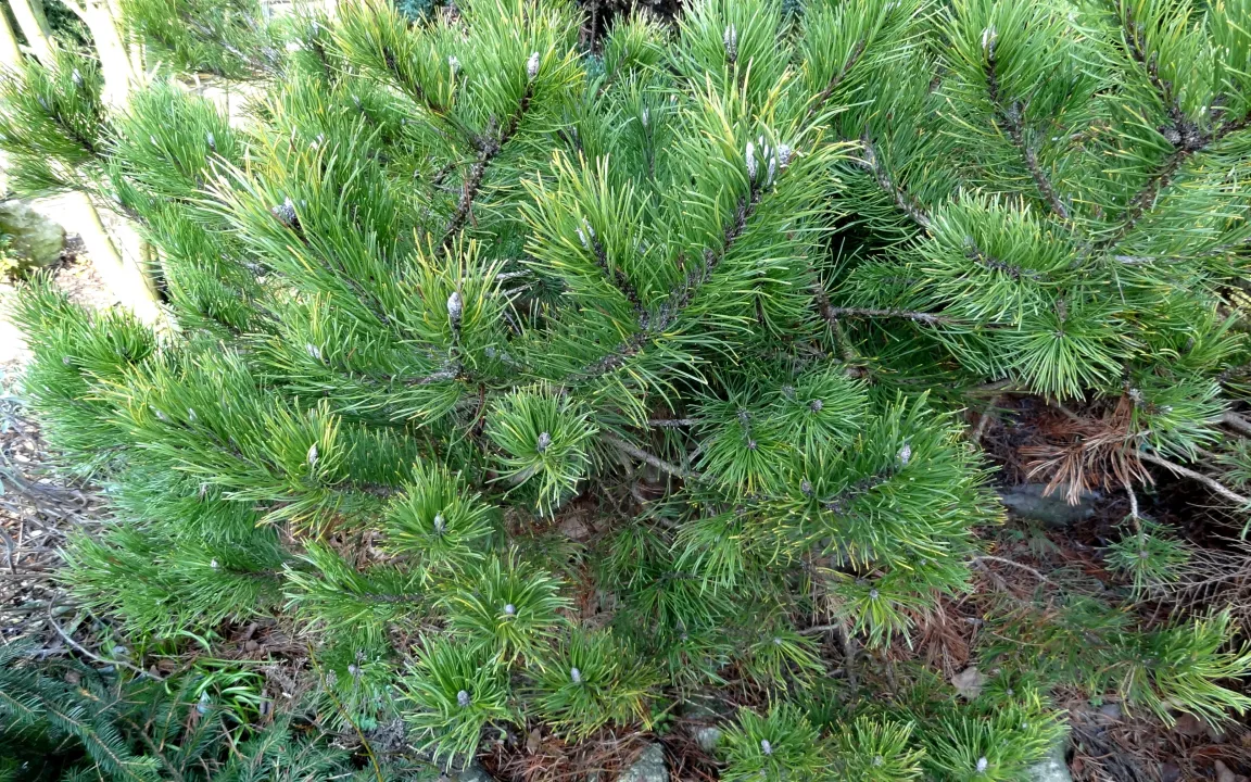 Schmetterlingsraupen schädigen Kieferntriebe