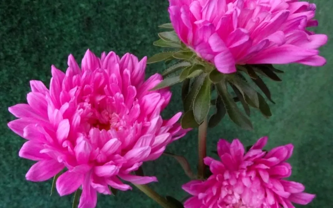 Wenn Sommerastern welken