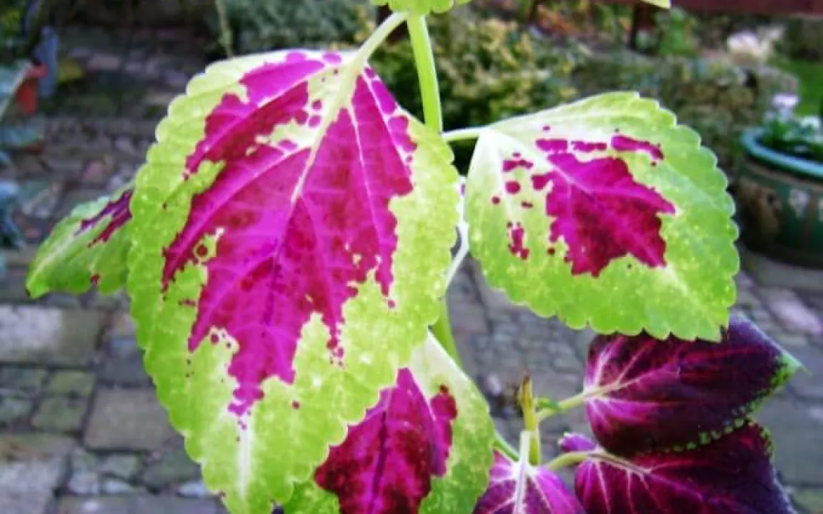 Serie: Querbeet durch Haus und Garten