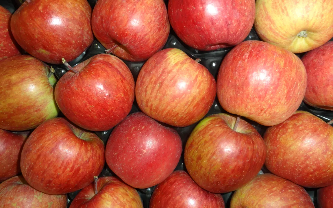 Nur beste Apfel-Qualität einlagern