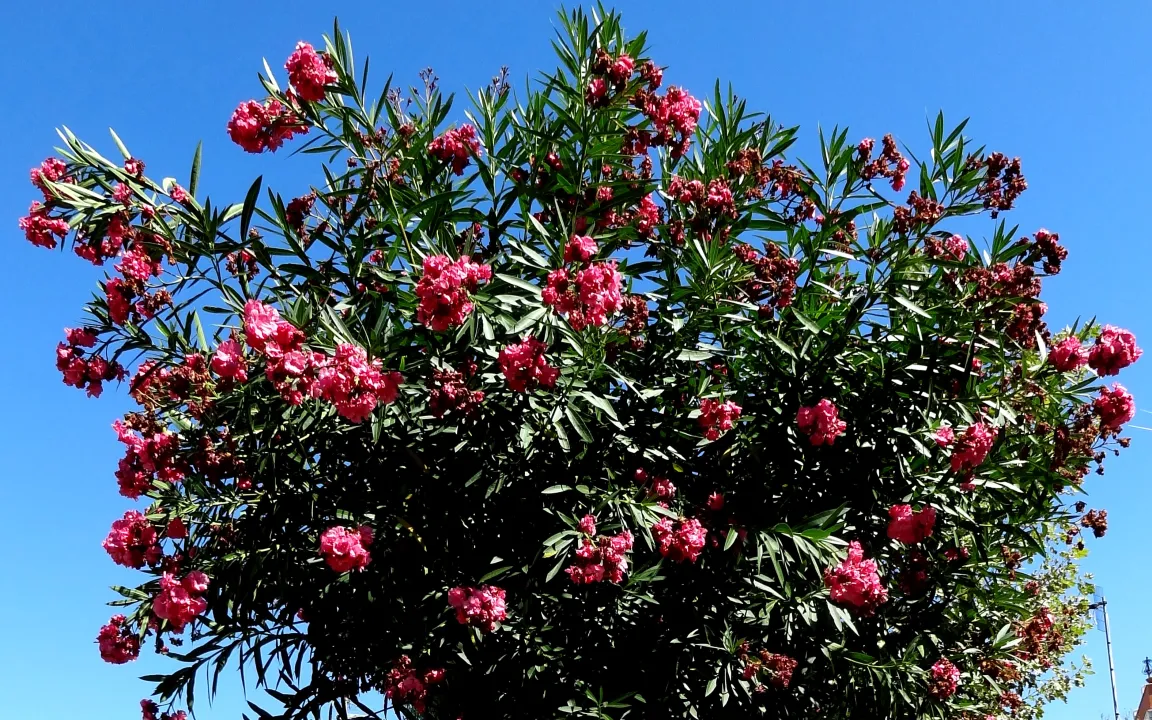 Krebs, Spinnmilben und Läuse am Oleander
