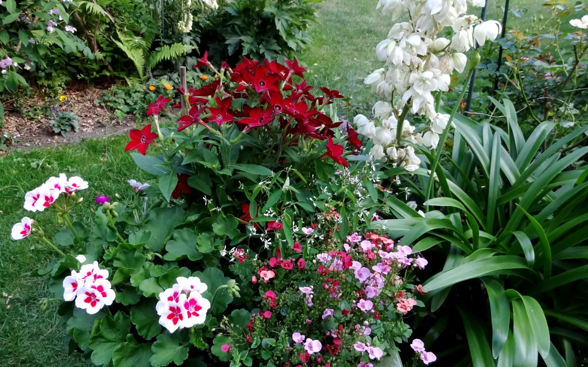 Blattkrankheiten an Beet- und Sommerblumen