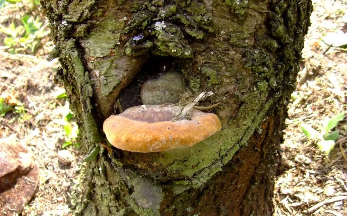 Pflaumen-Feuerschwamm bei Prunus-Arten