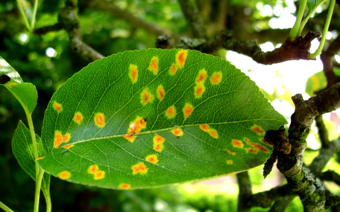 Gitterroste nicht nur an Birnen