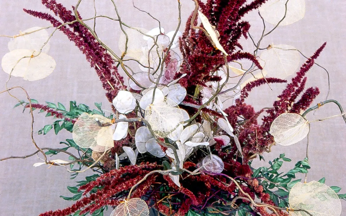 Nur gesunde Mondviolen für Floristik geeignet