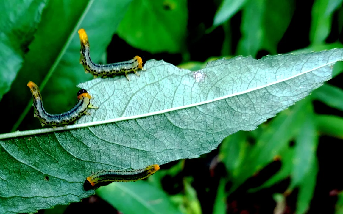 Fraß und Gallen an Weidenblättern