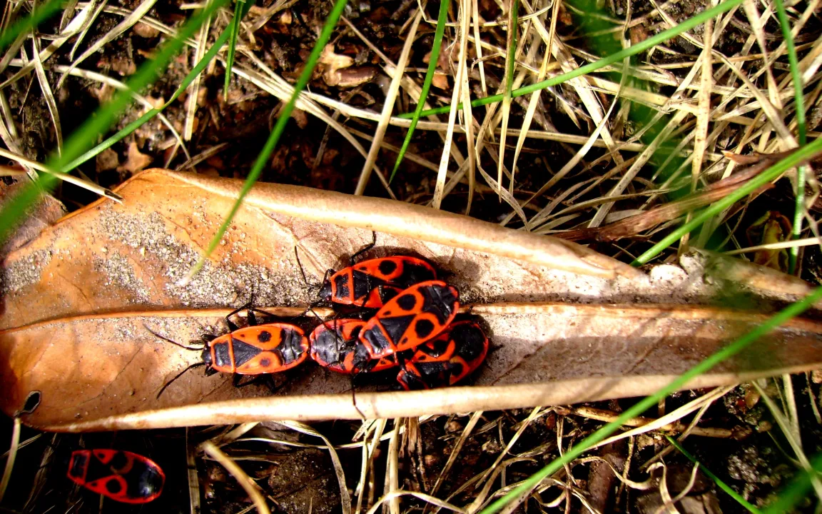 Feuerwanzen – auffällig, aber harmlos