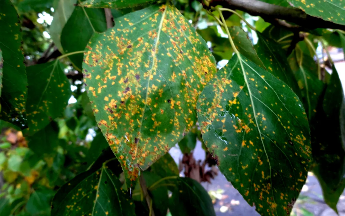 Was Pappeln zu schaffen macht