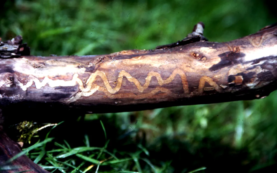 Käfer in Holz und Rinde