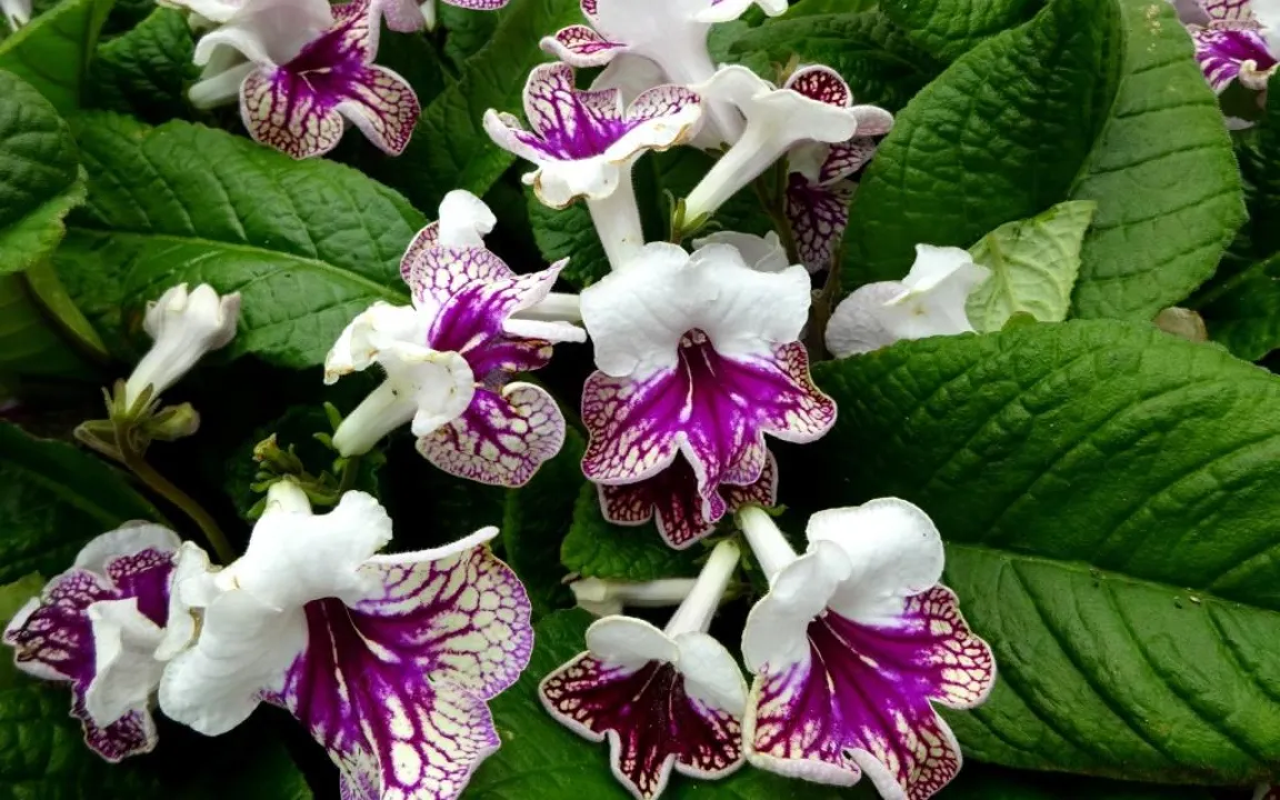 Streptocarpus – Drehfrucht, Kapprimel