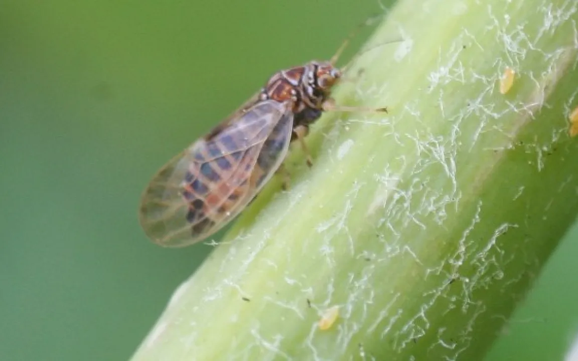 Kaum Ertrag und verschmutzte Früchte: Birnenblattsauger sind bei den Obstbauern gefürchtet