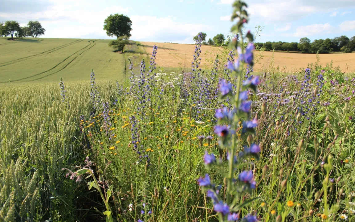 Effizientere Agrarumweltmaßnahmen für eine bessere Biodiversität