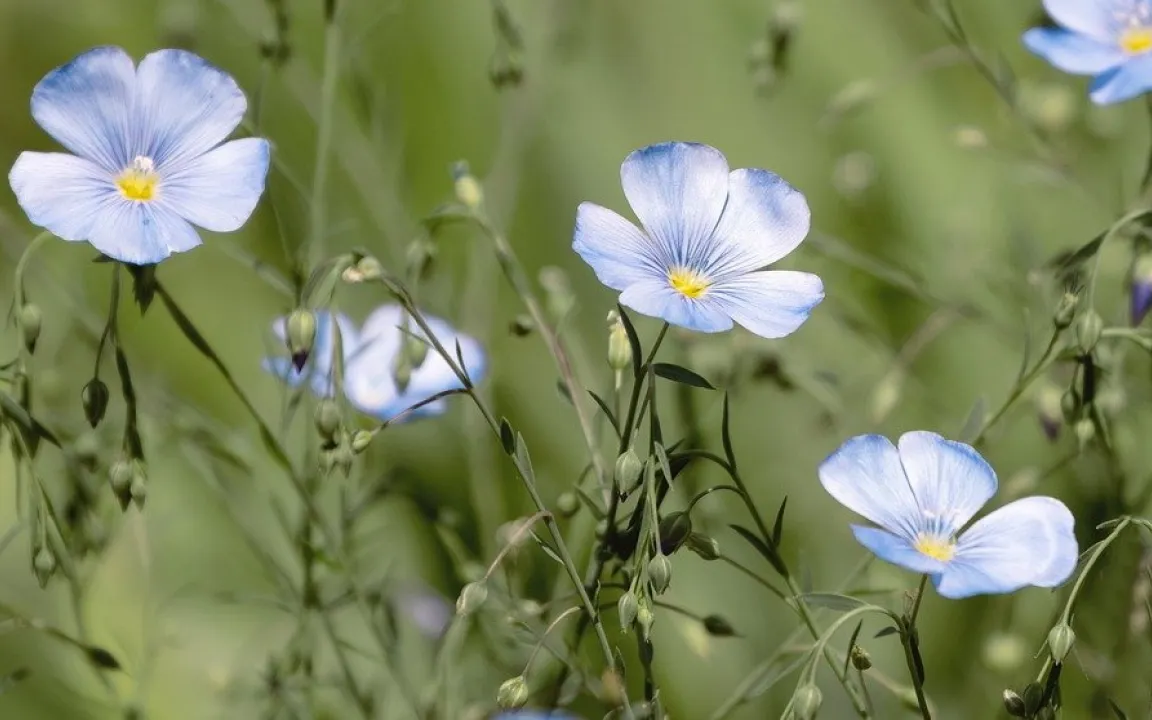 Blau blüht der Flachs