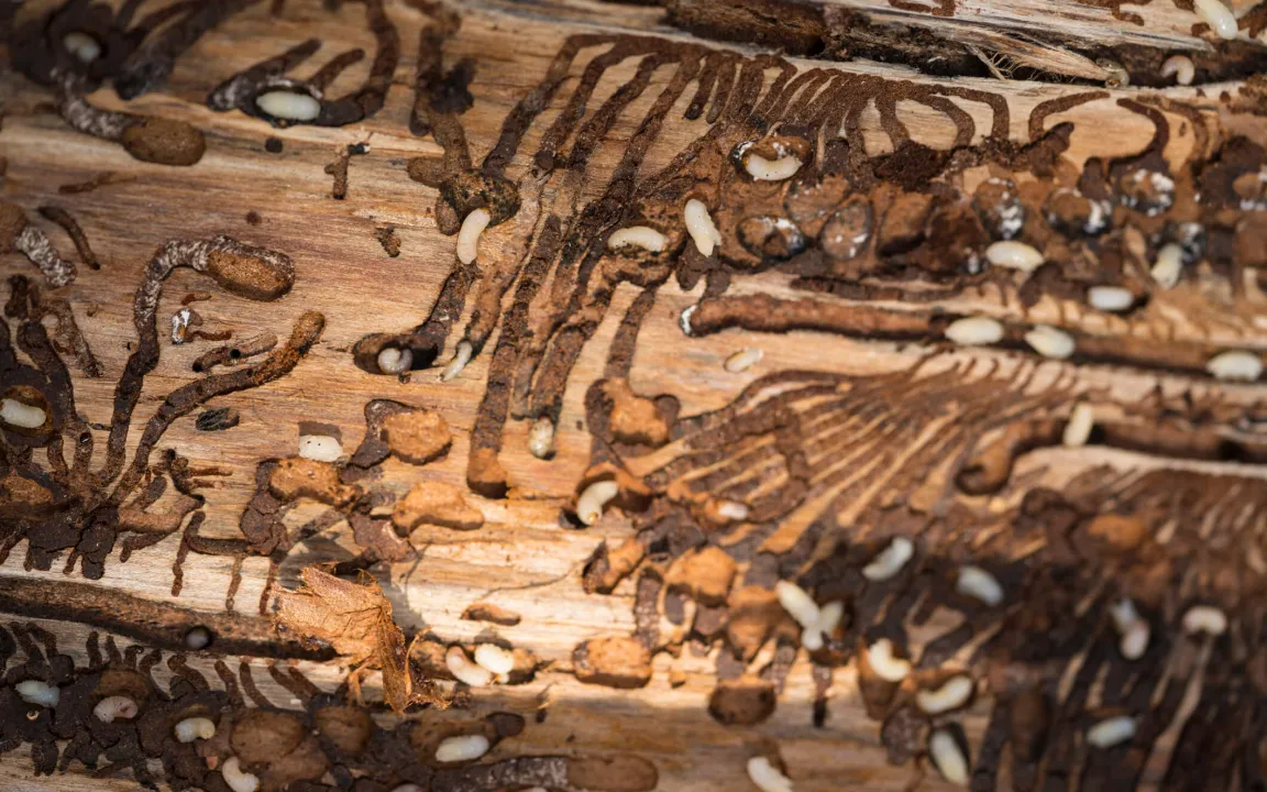 Parfüm für Fressfeinde