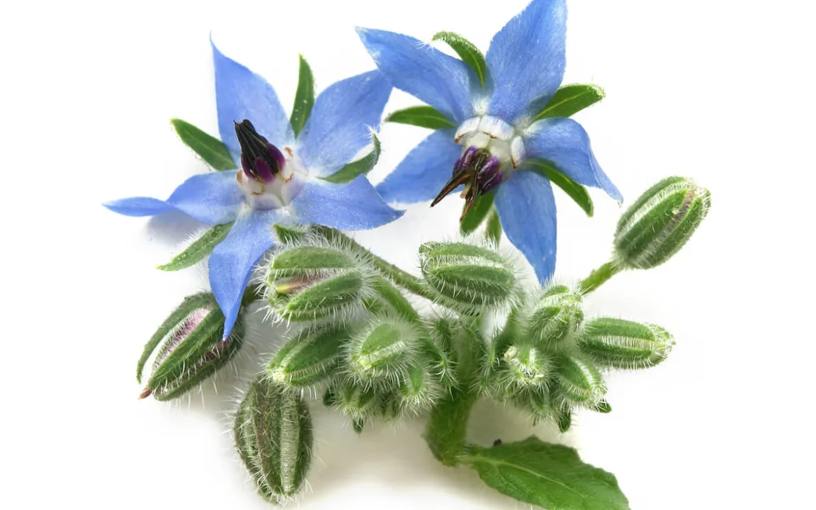 Blaublütiges Heil- und Gewürzkraut Borretsch