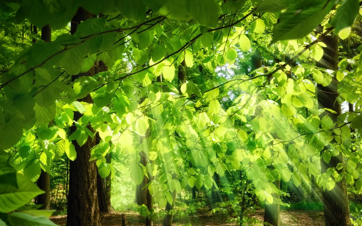 Gesundheitszustand der deutschen Wälder 2015 fast unverändert