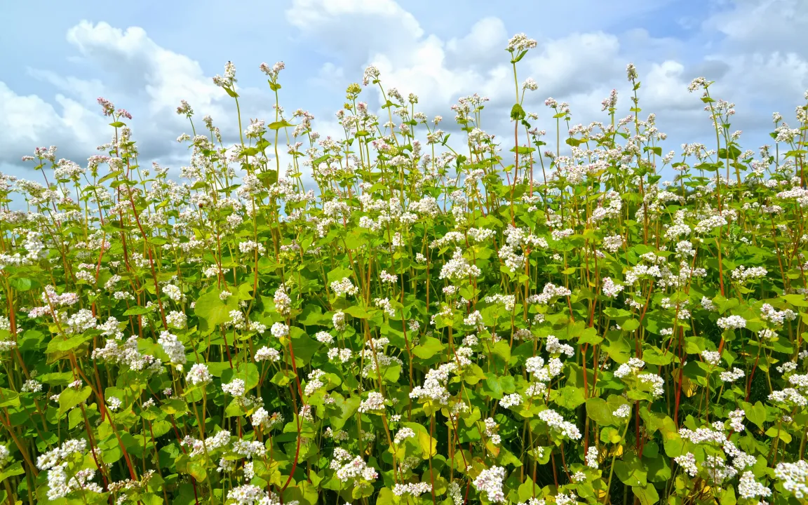 Buchweizen: Vom Heidenkorn zum Trendlebensmittel