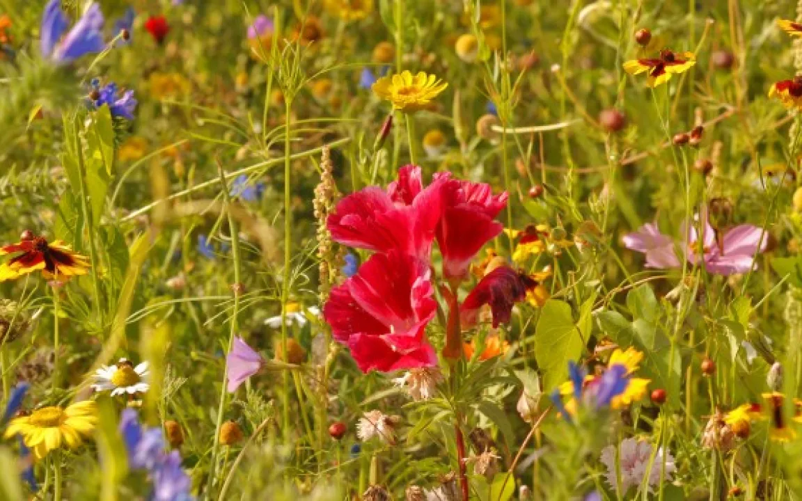 Artenvielfalt erleichtert die Schädlingsbekämpfung