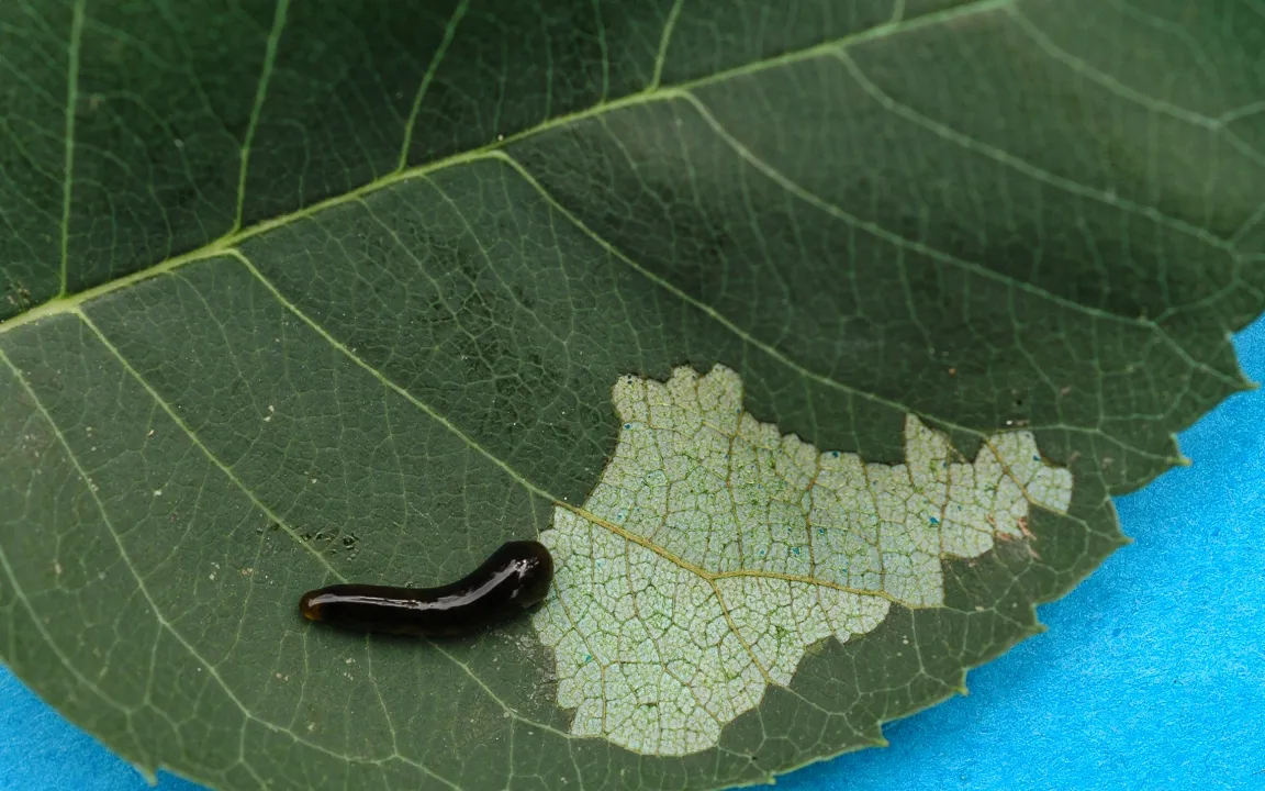 Schwarze Kirschblattwespe schabt nicht nur an Kirschen