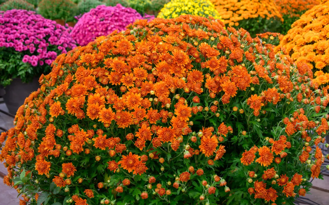 Bunte Spätblüher Chrysanthemen