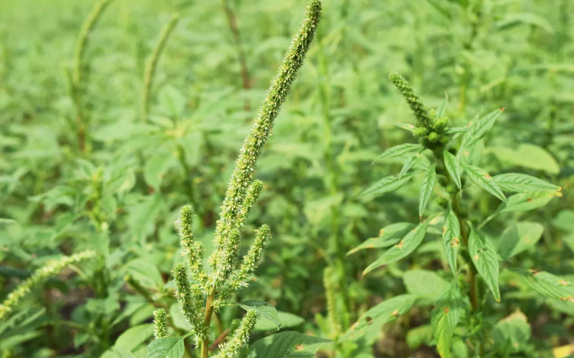 Genom erkannt, Problem halb gebannt