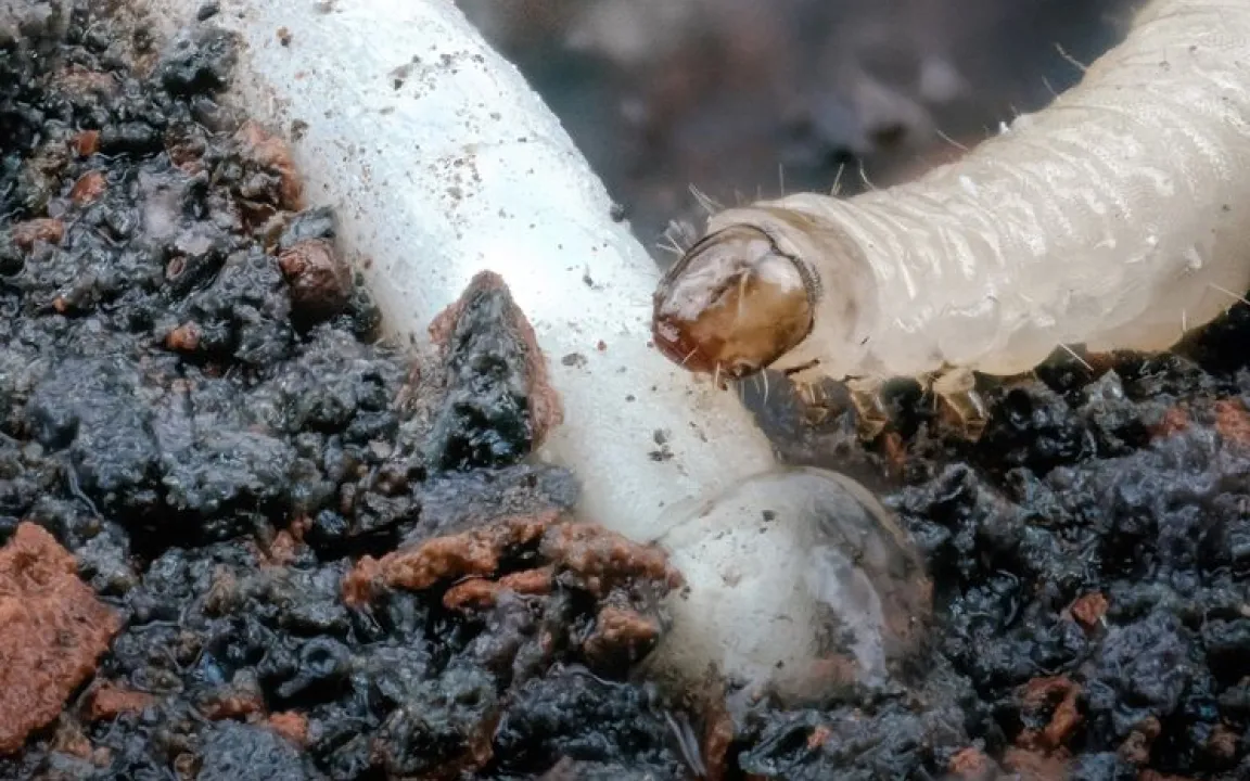 Eisen im Boden attraktiv für Maiswurzelbohrer-Larven