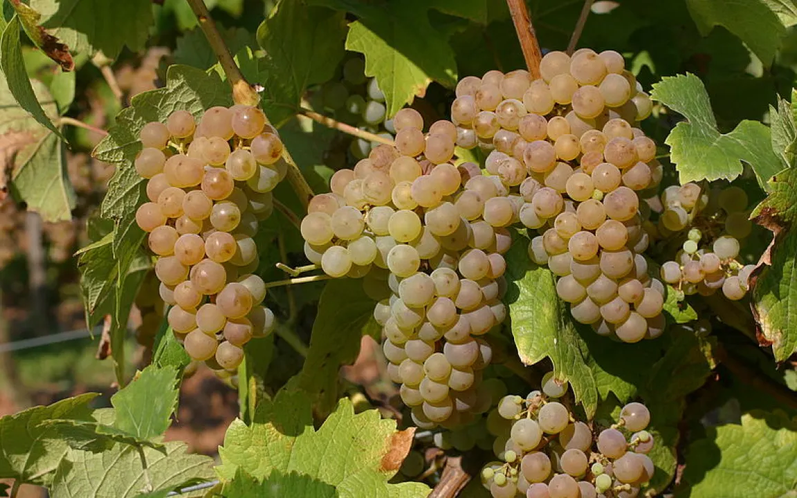 JKI: Mehrfache Resistenz bei neuer Rebsorte Calardis blanc