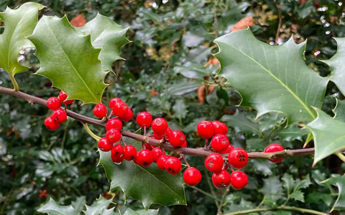 Baum des Jahres 2021: Die Stechpalme