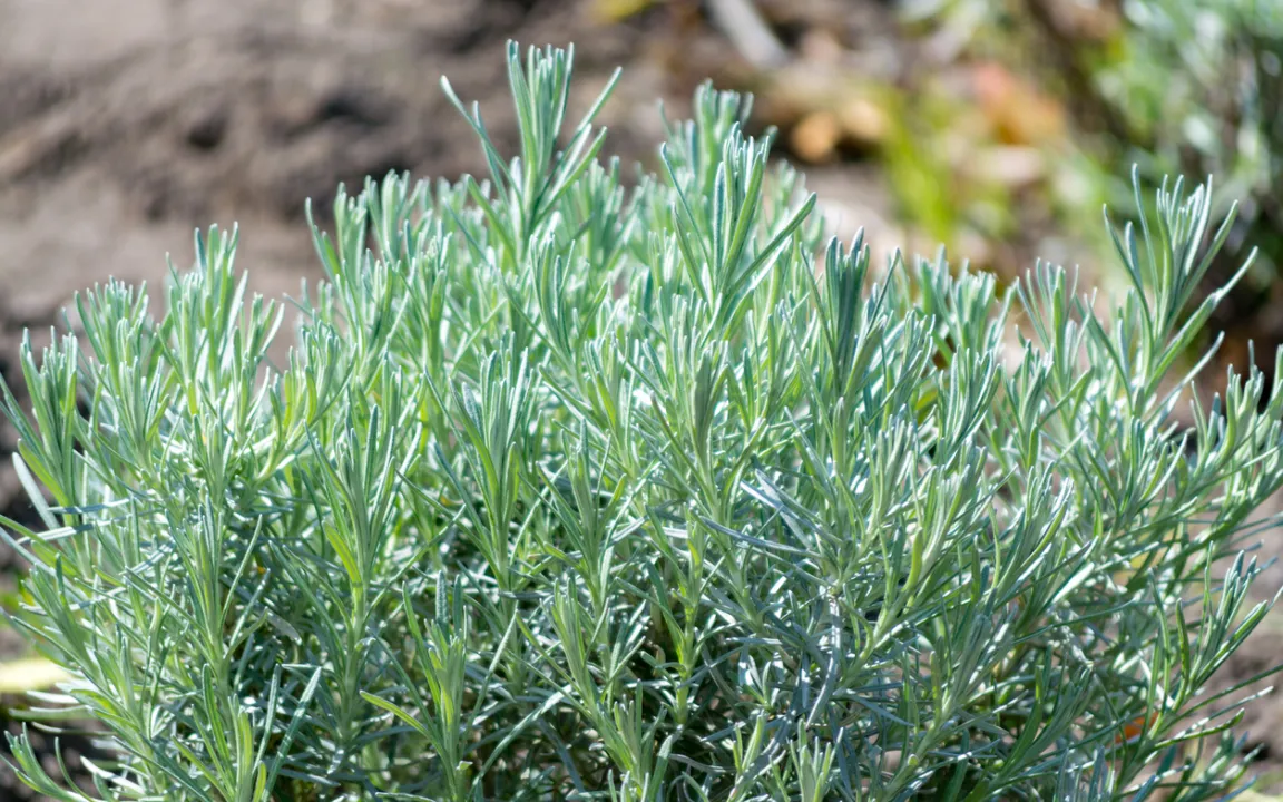 Currykraut –  mediterraner Halbstrauch mit Aroma