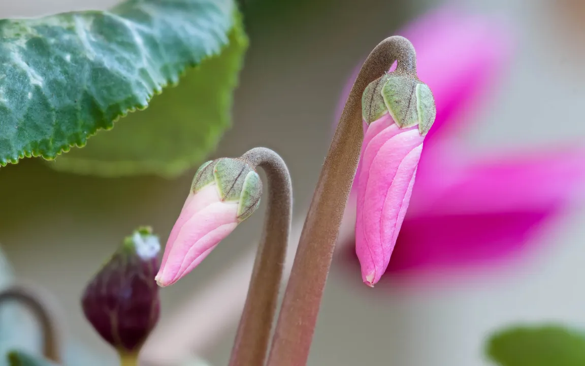 Kaltkeimer im Januar aussäen 